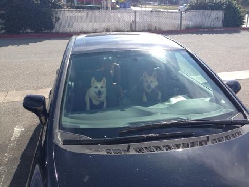 Norwegian Buhund girls in car