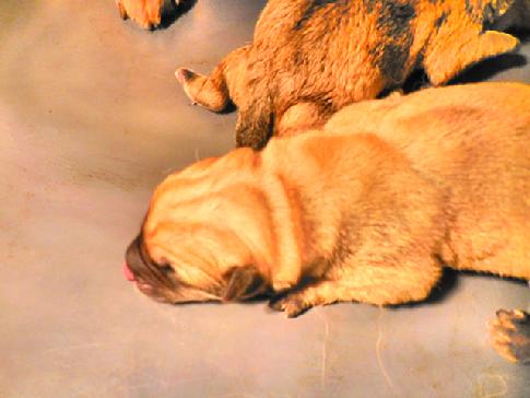 Buhund, Hundehaven's Tonka