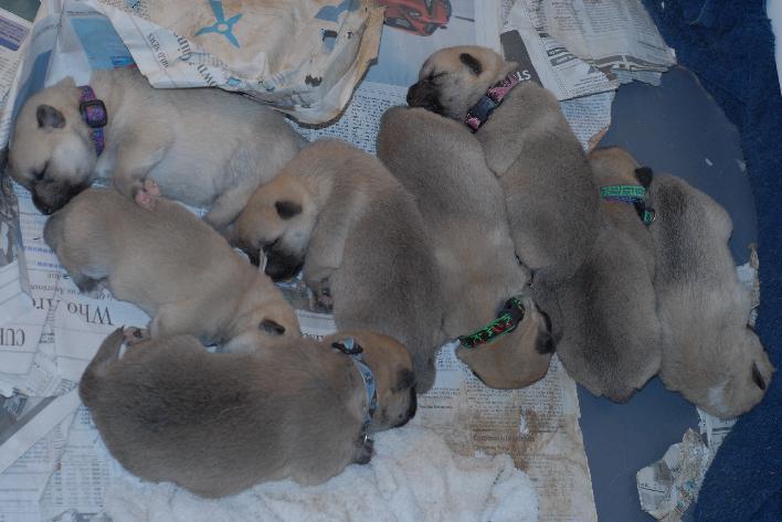 Norwegian Buhund Puppies