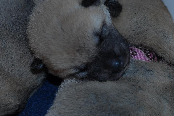 Norwegian Buhund Puppy