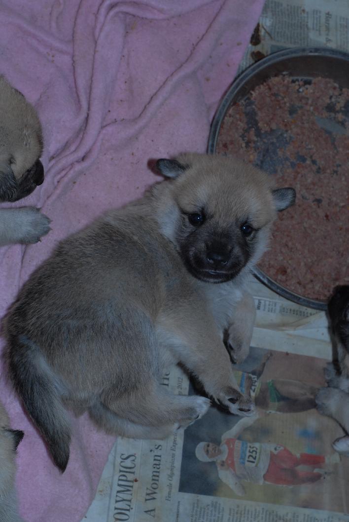 Cute Norwegian Buhund Puppy