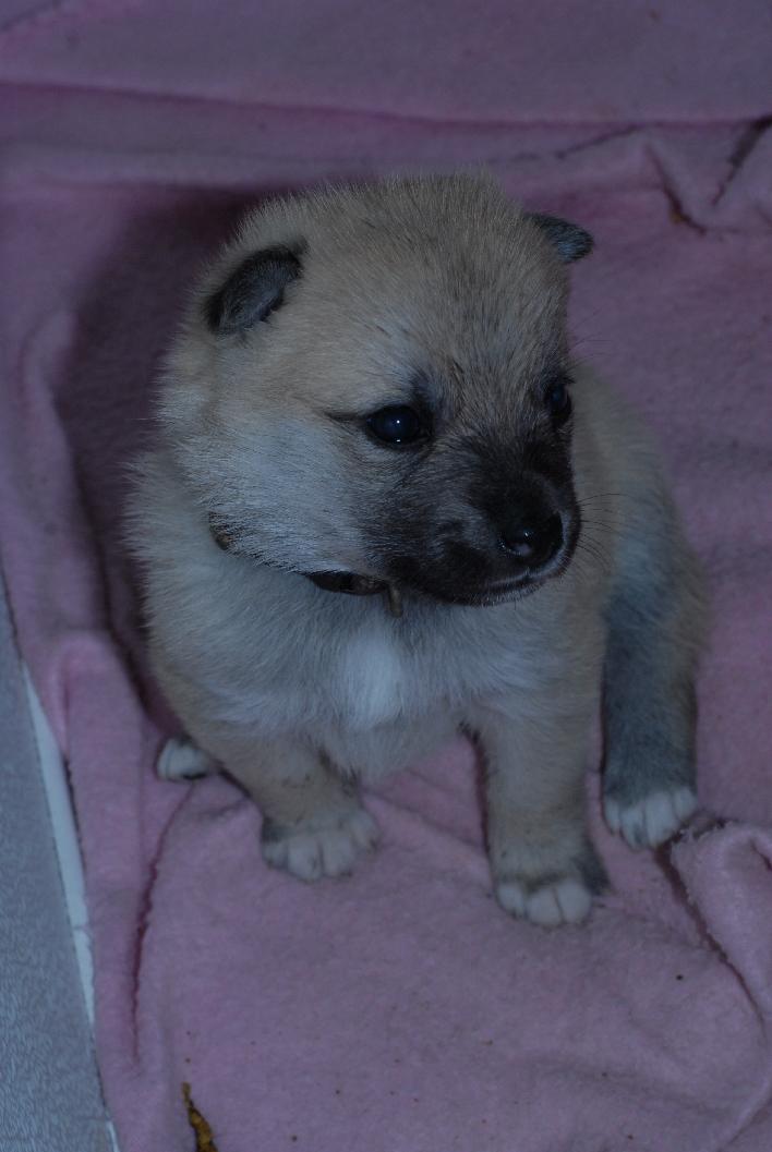 Norwegian Buhund Puppy for Sale