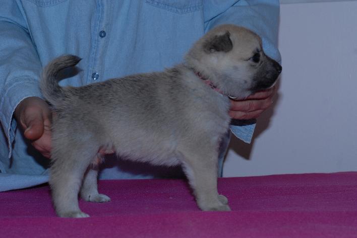 Norwegian Buhund Female puppy