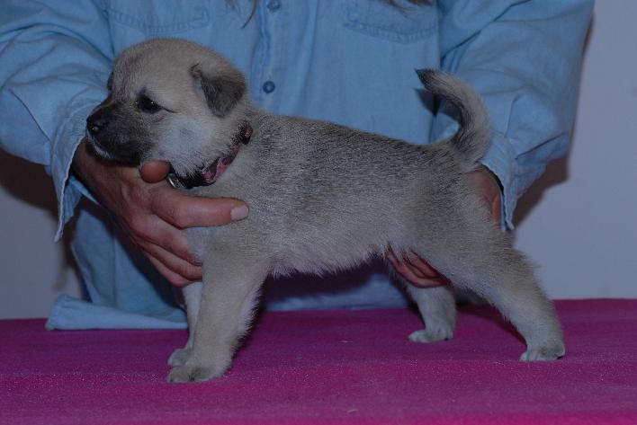 Female Norwegian Buhund Puppy