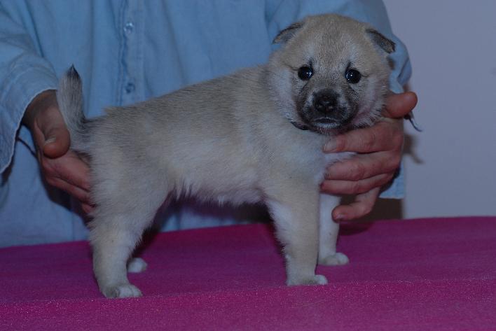 Female Norwegian Buhund Puppy