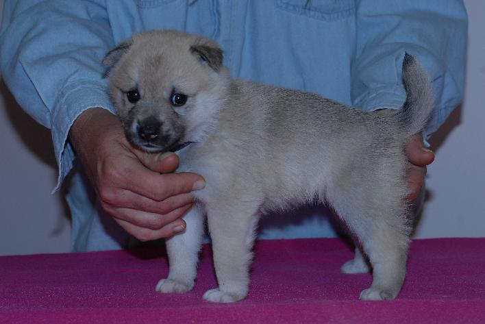 Buhund Puppy Norwegian