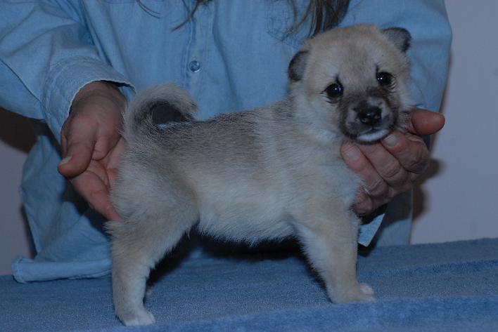 Male Norwegian Buhund Puppy