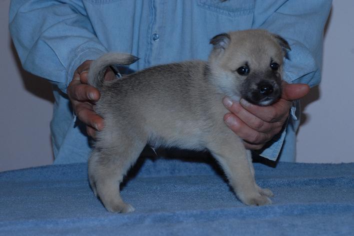 Buhund Male Puppy