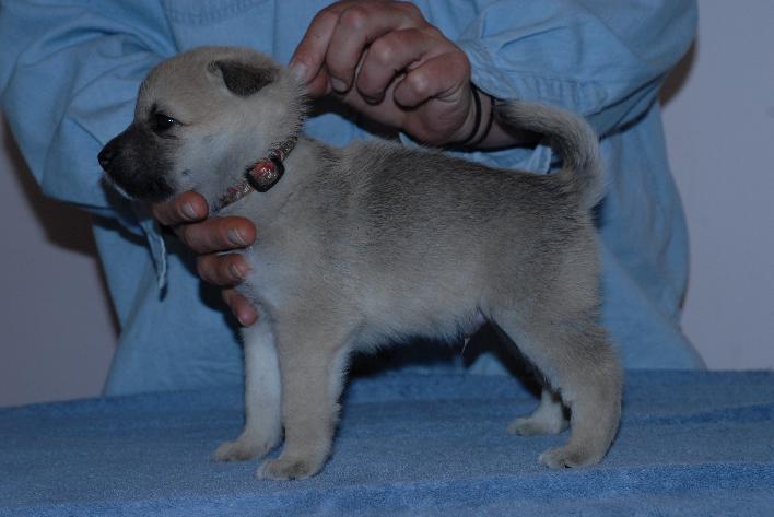 Male Norwegian Buhund Puppy