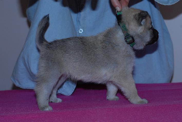 Puppy - Female Buhund