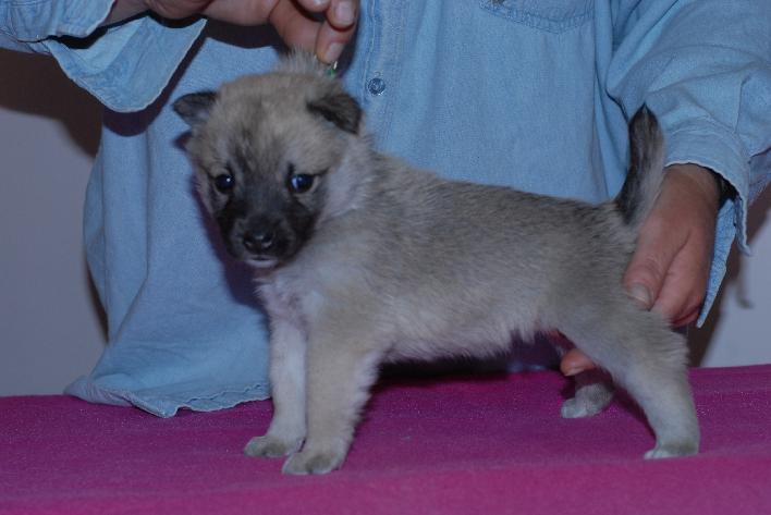 Norwegian Buhund Female