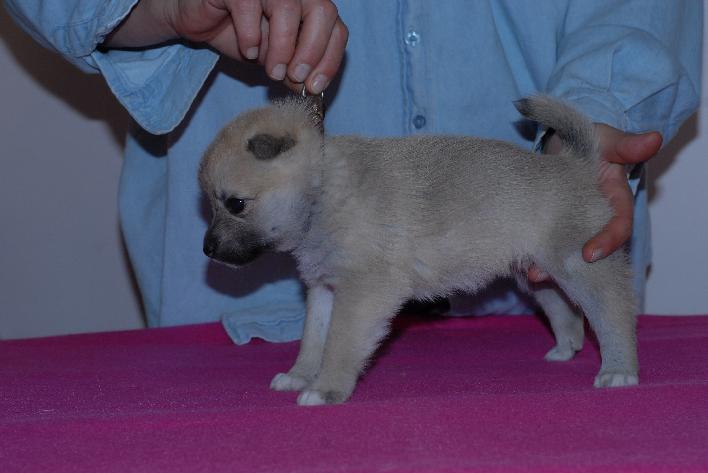 Female Buhund Puppy