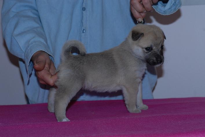 Norwegian Buhund Puppy Female