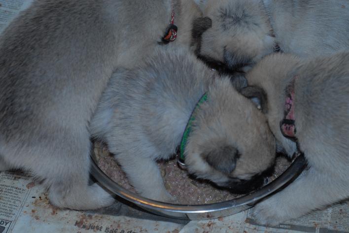 Norwegian Buhund Puppies