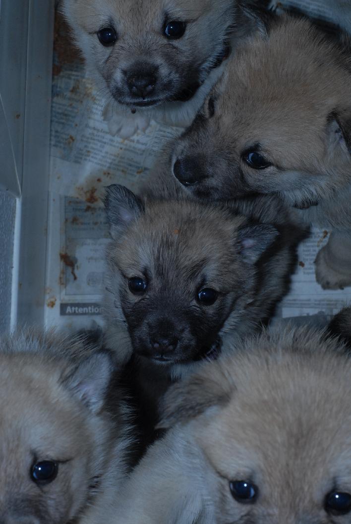 Cute Buhund Puppies!