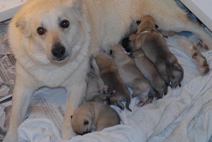 Norwegian Buhund Female