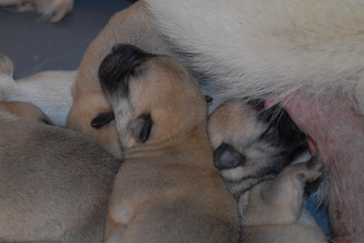 Norwegian Buhund puppies