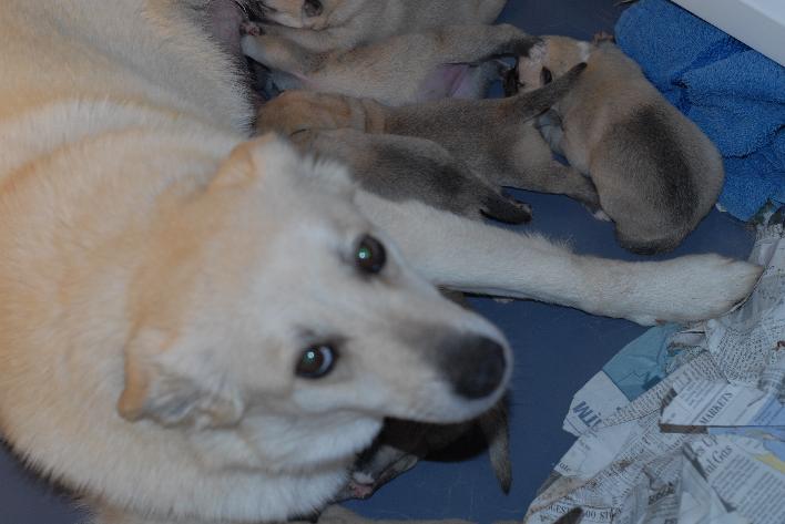 Maud the Buhund & Puppies