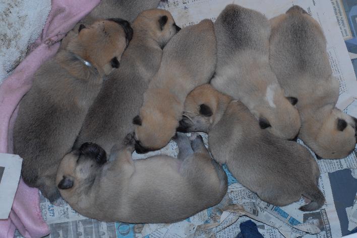 Buhund Puppies