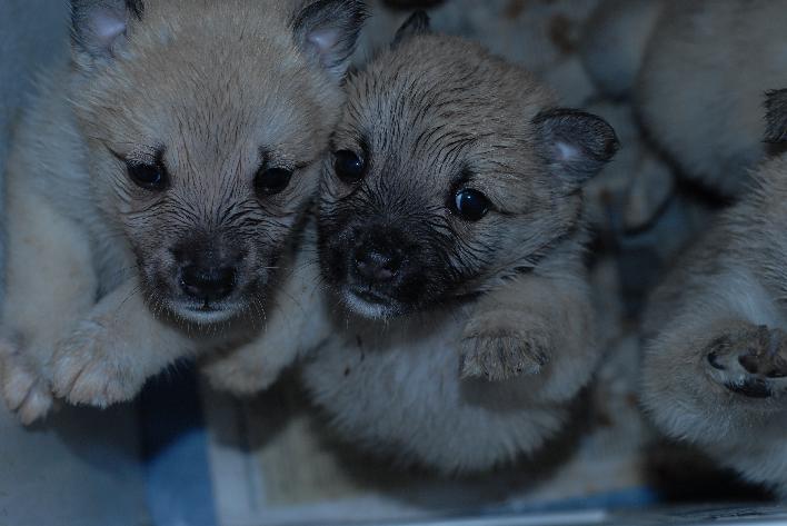 Puppies say hello!