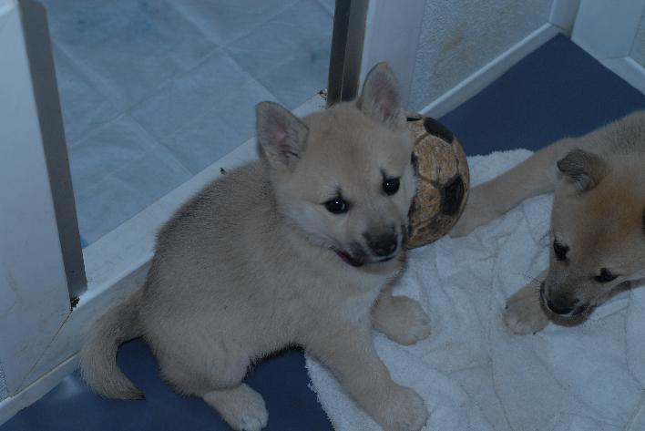 Norwegian Buhund Puppies