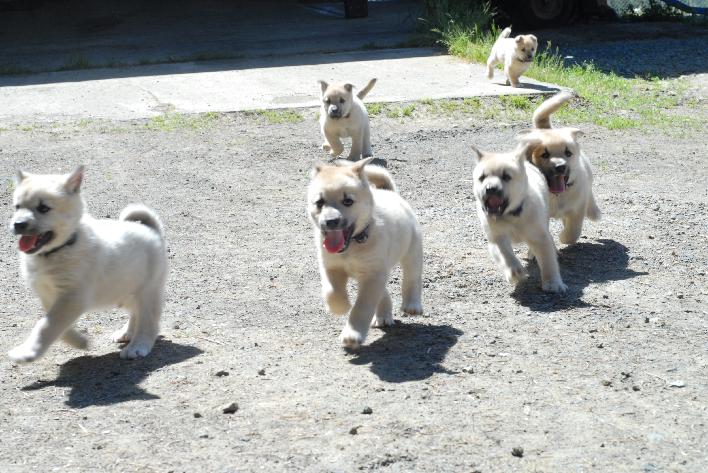 Puppies Norwegian Buhunds