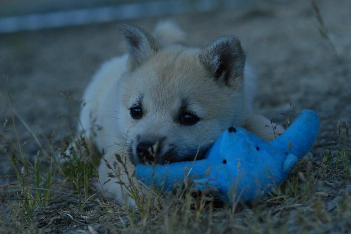 Norwegian Buhund Puppy