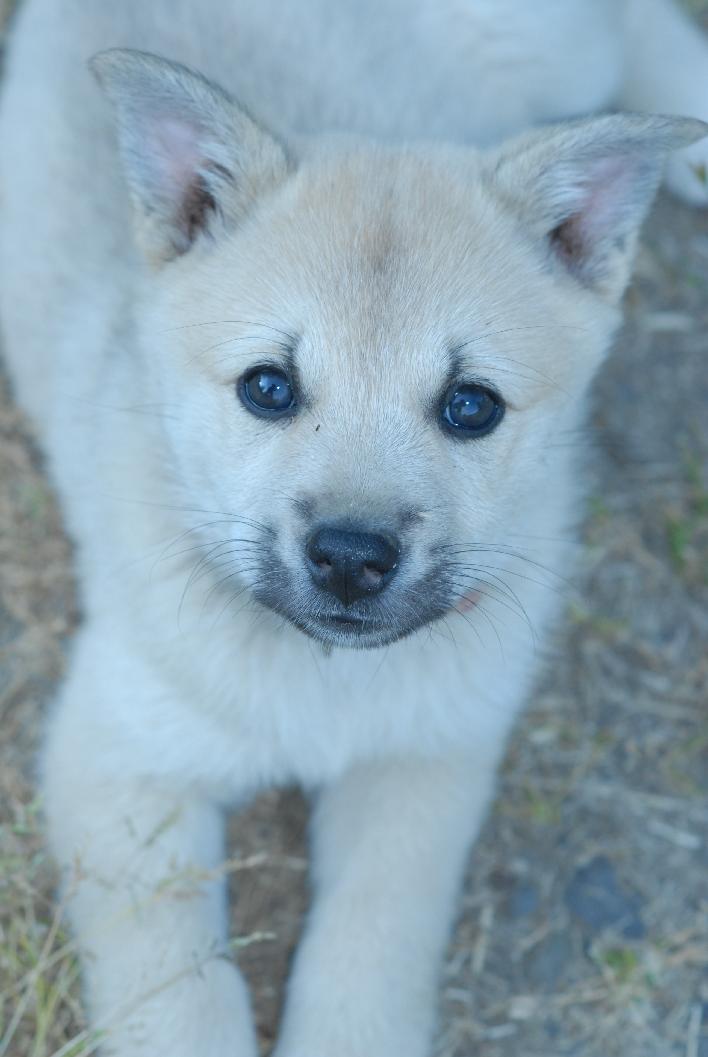 Puppy Norwegian Buhund