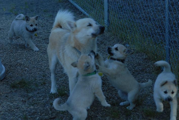 Norwegian Buhund Dog with puppies