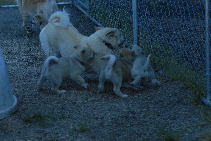 Norwegian Buhund Mama and Puppies