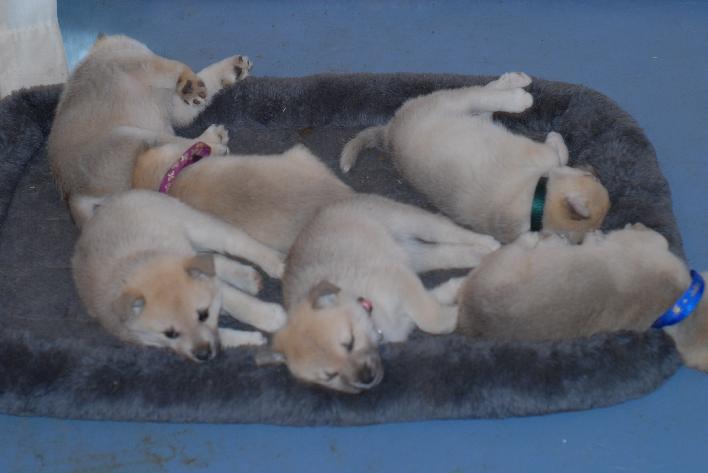 Buhund Puppies