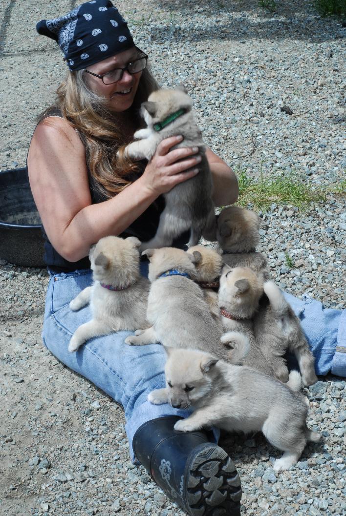 Norwegian Buhund Puppies