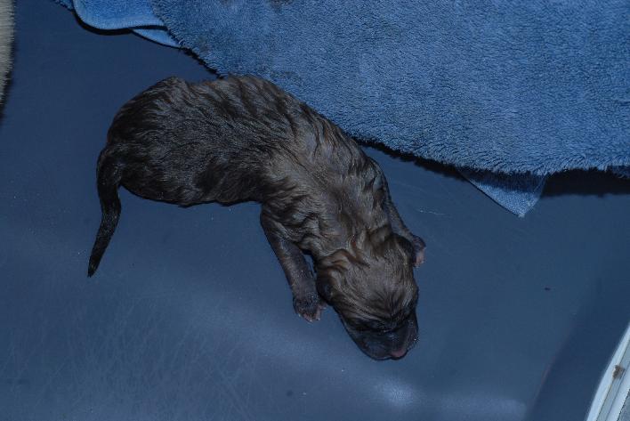 Norwegian Buhund Puppy